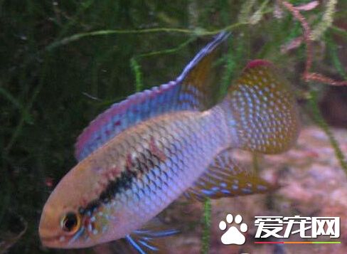 紅鰓皇冠飼養環境 紅鰓皇冠喜歡弱酸軟水