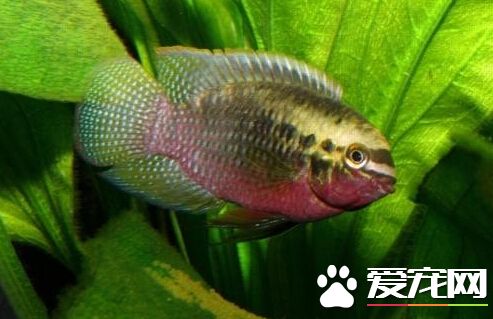 紅鰓皇冠喂食要點 紅鰓皇冠屬肉食性魚類