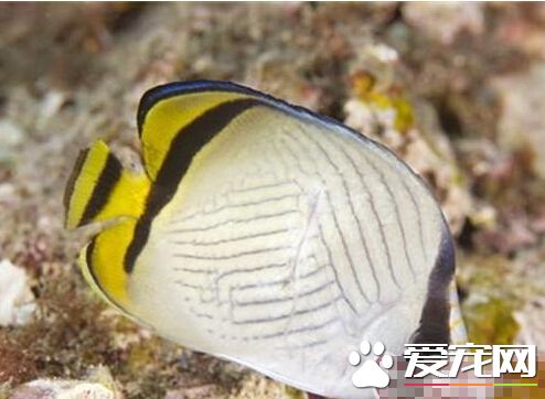 斜紋蝴蝶魚喂食要點 以甲殼類及蠕蟲為食