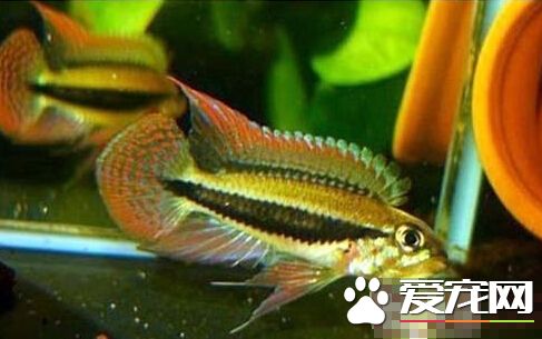 國王短鲷飼養環境 鲷缸布置的技巧分享