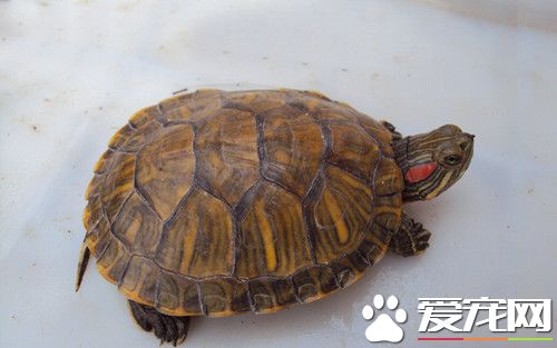 怎樣喂烏龜 注意控制烏龜的食量有益健康