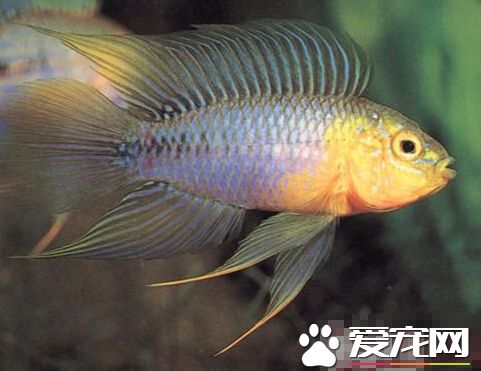 黃金短鲷喂食要點 喂其營養均衡的飼料