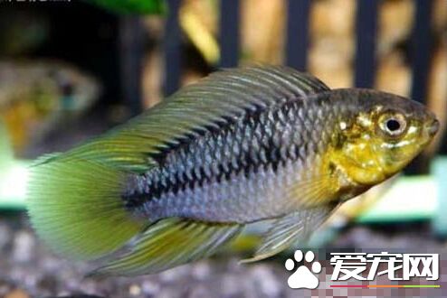 黃金短鲷飼養環境 其最佳的飼養環境介紹