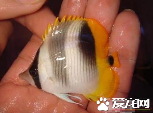 熊貓蝶喂食要點 以小型甲殼類動物為食
