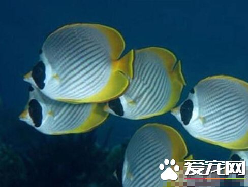 熊貓蝶飼養環境 給予穩定的水質和環境