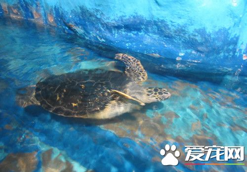 怎麼樣飼養烏龜 要有五公升水的活動空間