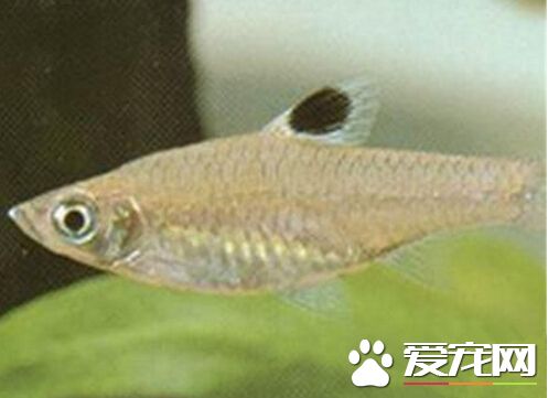 藍眼鲫的喂食要點 飼養屬於比較容易的