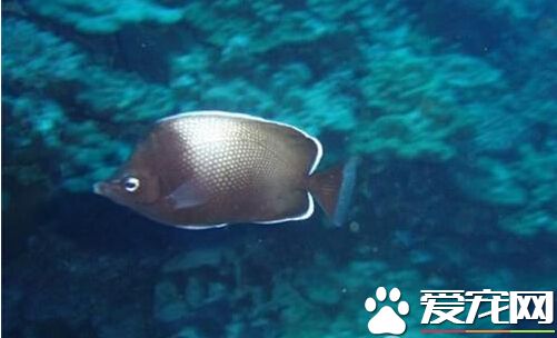 復活島蝶的飼養環境 建議水溫為24℃左右