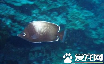 復活島蝶好養嗎 飼養時一定要注意水質