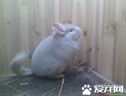龍貓生產完該如何護理 生產時別去騷擾她們