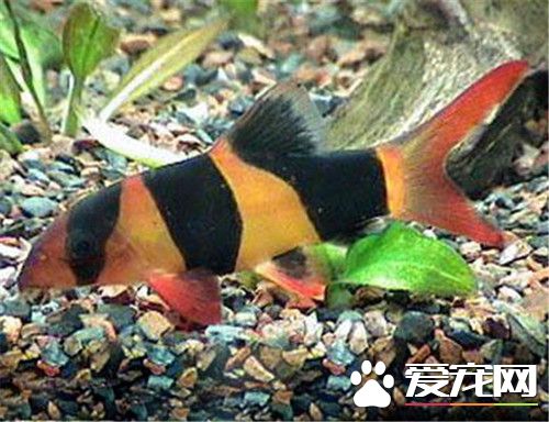 三間鼠魚的飼養 三間鼠魚愛吃動物性活餌料