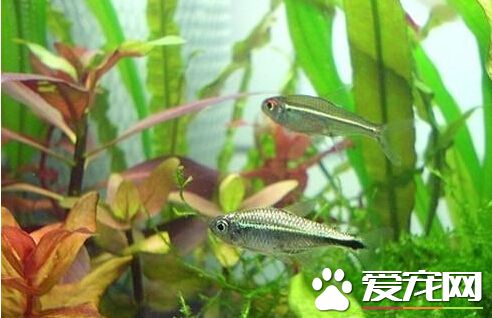 黃金燈魚的喂食要點 營養均衡飼料為主