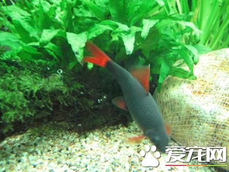彩虹鲨的繁殖 彩虹鲨魚最適宜水溫24～28℃