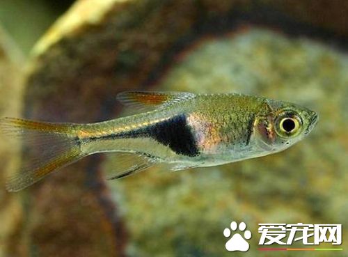 藍三角魚的繁殖 最適宜繁殖水溫28～30℃