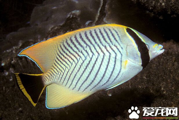怪蝴蝶魚好養嗎 對水質要求高不易飼養