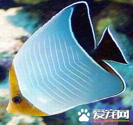 怪蝴蝶魚喂食要點 可以喂食其冷凍蝦肉
