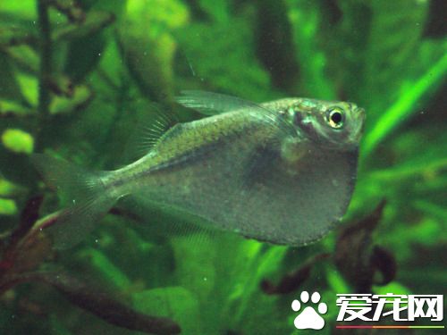 石斧魚的繁殖 需要柔軟的水草為巢附卵