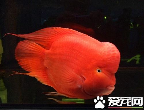 血鹦鹉的繁殖 雌魚愛產卵於陶盆壁上