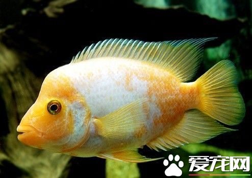 火鶴魚的繁殖 經過8-10個月養殖發育就成熟了