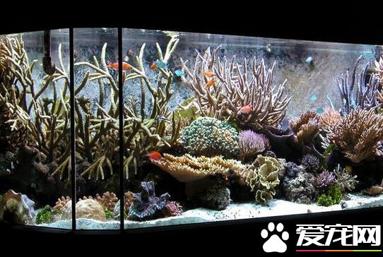 羅氏琴尾魚的飼養 羅氏琴尾魚的飼養技巧