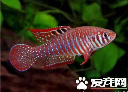 羅氏琴尾魚好養嗎 定時定量十分的重要