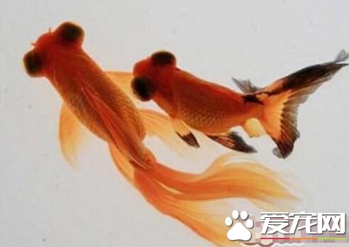 望天眼喂食要點 對於吃什麼也並不挑剔