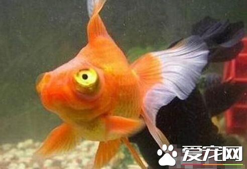 望天眼飼養環境 望天眼的飼養環境詳解