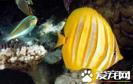 林氏蝴蝶魚的喂食要點 雜食性的魚類