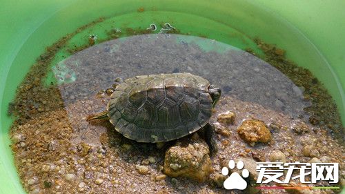 烏龜怎樣養殖 溫度設置到20度左右是最好的