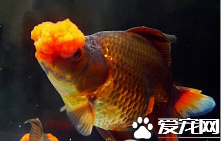 四絨球飼養環境 飼養和金魚十分的相似