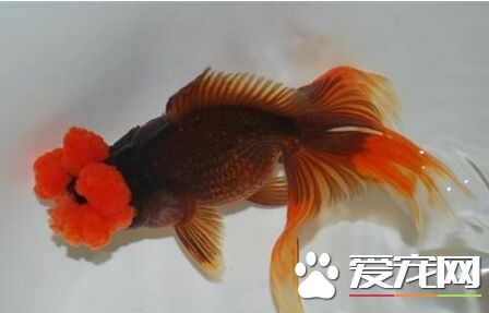 四絨球的飼養小竅門 要注重水質調節
