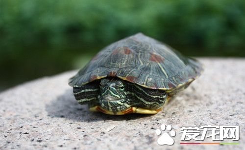 烏龜怎麼喂食 投喂的食物要求必須是新鮮的