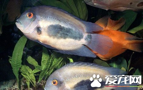 濺水魚的飼養環境 帶你了解其飼養環境