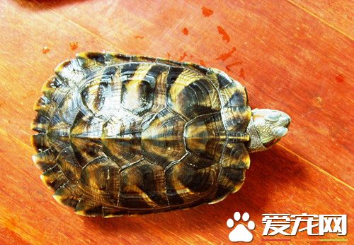 野生烏龜怎麼養 需要一個衛生潔淨的飼養環境