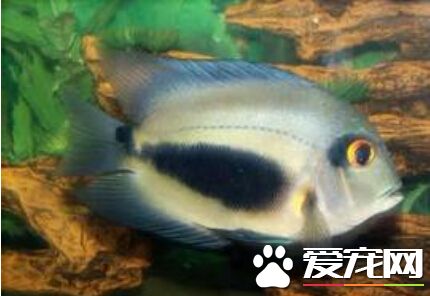 濺水魚的喂食要點 他是雜食性的觀賞魚