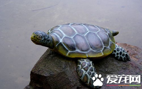 怎樣喂養烏龜 喂養烏龜需要注意的五個方面
