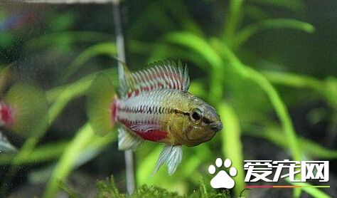 女王短鲷飼養環境 沒有什麼特殊要求