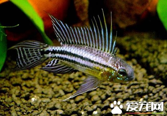 女王短鲷好養嗎 並沒有大家想象中的難