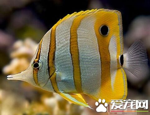 鐵嘴魚飼養環境 每天光照時間為8-10小時