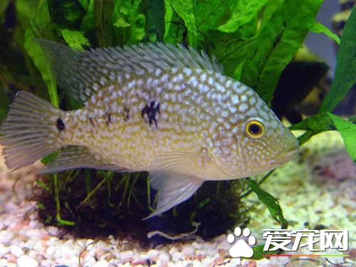 德州豹的繁殖 繁殖水箱底鋪砂和光滑石塊