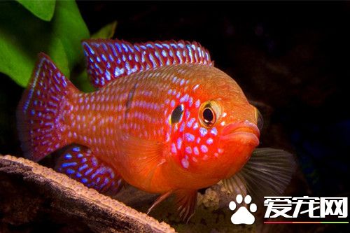 紅寶石魚的飼養 最適宜的水溫是18～22℃為宜
