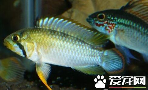 霸王短鲷的喂食要點 飼養難度並不大
