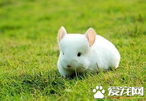 龍貓能放養嗎 般不建議龍貓放養因為龍貓太小了