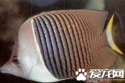 中白蝴蝶魚的喂食要點 食物的搭配技巧