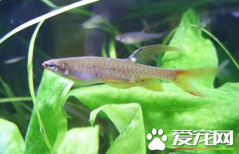 濺水魚好養嗎 一定要注意為魚缸加蓋子