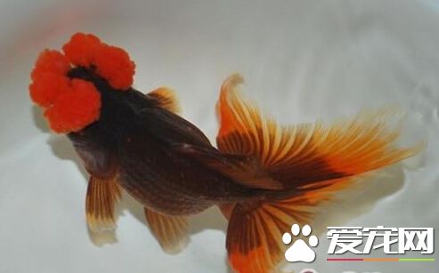 四絨球的喂食要點 要控制好喂食的頻率
