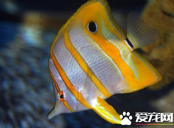 鐵嘴魚好養嗎 對水質水溫都有一定要求