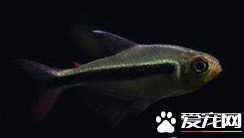 小丑短鲷好養嗎 飼養和繁殖都不是很難