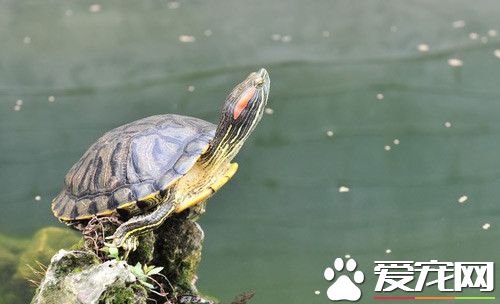 怎麼養殖烏龜 養殖烏龜需要注意的四個方面