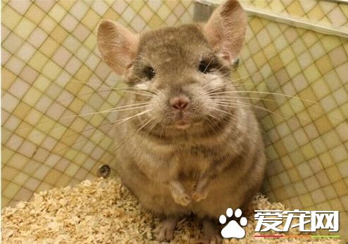 怎麼給龍貓洗澡 2-3天讓龍貓洗一次澡